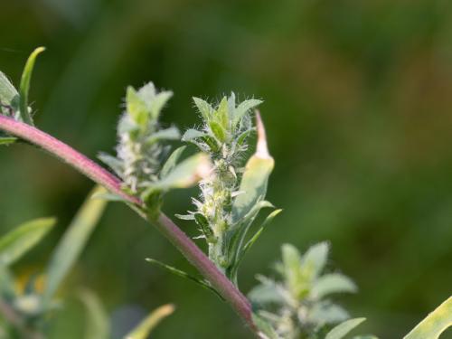 Kochia balais (Bassia scoparia)_20