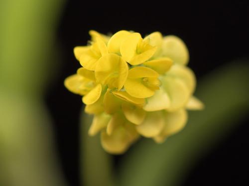 Luzerne lupuline (Medicago lupulina)_1