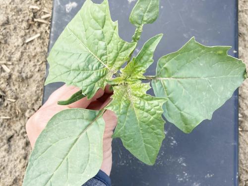 Stramoine commune(Datura stramonium)_1