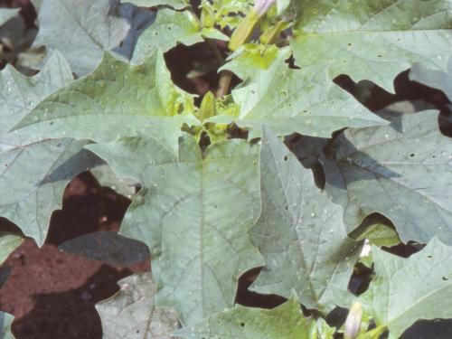 Stramoine commune(Datura stramonium)_6