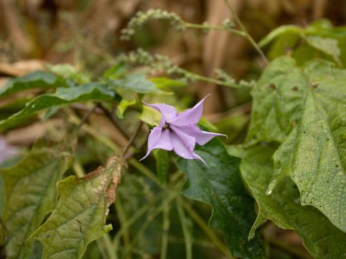 Stramoine commune(Datura stramonium)_11