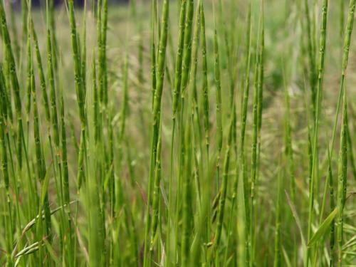 Égilope cylindrique(Aegilops cylindrica)_1