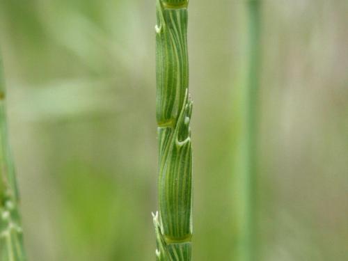 Égilope cylindrique(Aegilops cylindrica)_2