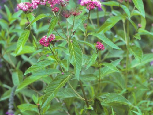 Asclépiade incarnate(Asclepias incarnata)_1