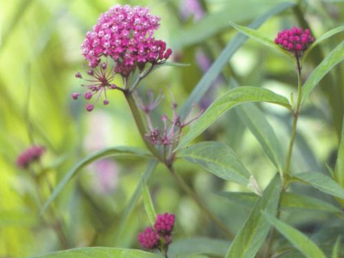 Asclépiade incarnate(Asclepias incarnata)_2