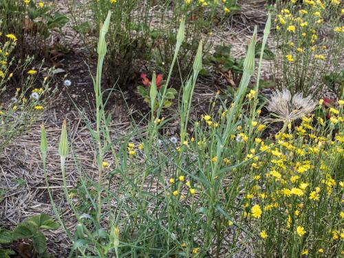 Salsifis majeur (Tragopogon dubius)_1