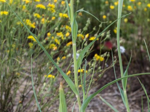 Salsifis majeur (Tragopogon dubius)_5