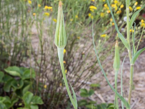 Salsifis majeur (Tragopogon dubius)_6