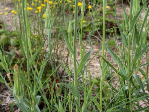 Salsifis majeur (Tragopogon dubius)_9