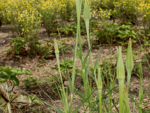 Salsifis majeur (Tragopogon dubius)_10