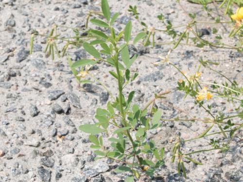 Mélilot blanc (Melilotus albus)_4