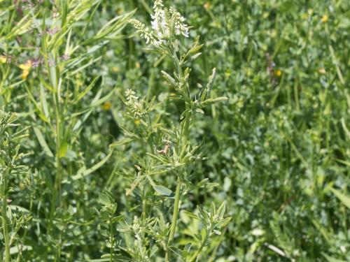 Mélilot blanc (Melilotus albus)_6