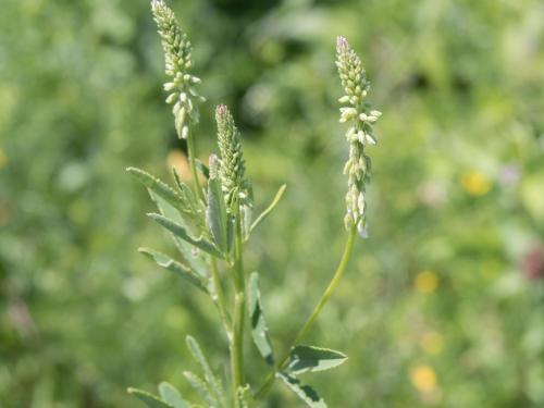 Mélilot blanc (Melilotus albus)_7