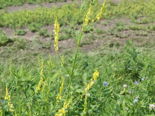 Mélilot jaune (Melilotus officinalis)_1