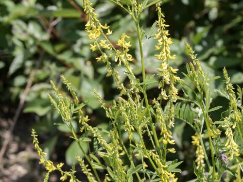 Mélilot jaune (Melilotus officinalis)_5