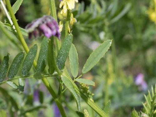 Mélilot jaune (Melilotus officinalis)_7