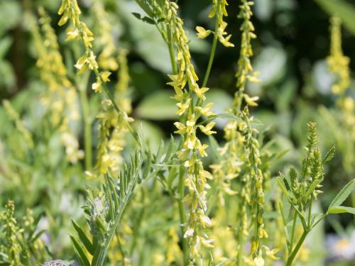 Mélilot jaune (Melilotus officinalis)_9