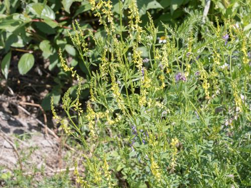 Mélilot jaune (Melilotus officinalis)_10