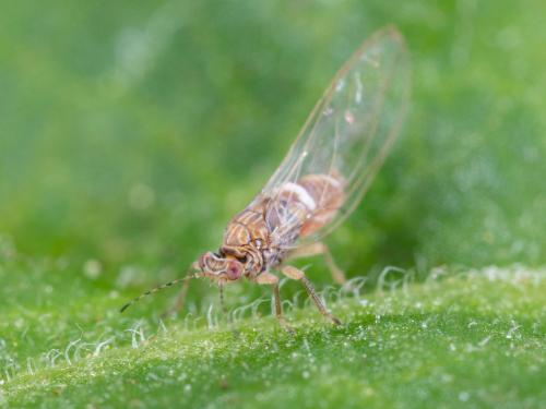 Psylle de la pomme de terre (Bactericera cockerelli)_10