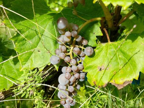 Vigne (raisin) - Virus de la tache annulaire de la tomate (ToRSV)_1