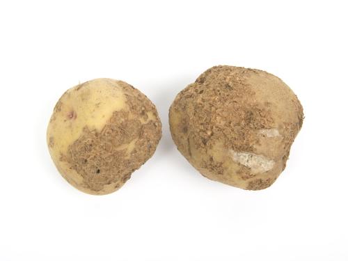 Pomme de terre - Gale commune (Streptomyces scabiei)