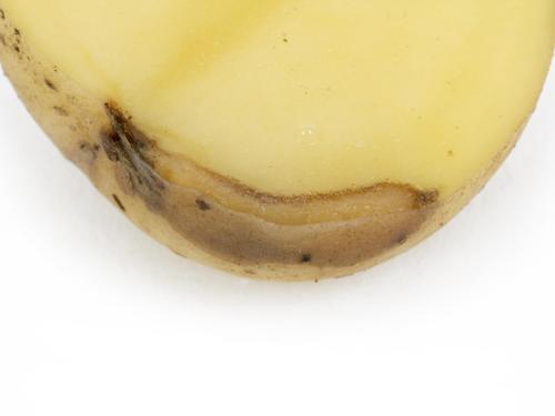 Pomme de terre - Pourriture molle bactérienne (Pectobacterium carotovorum)