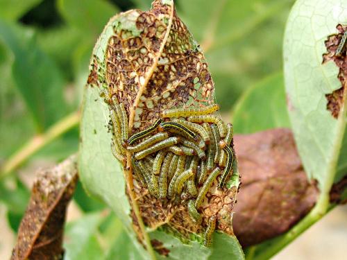 Chenille zébrée (Melanchra picta)_1