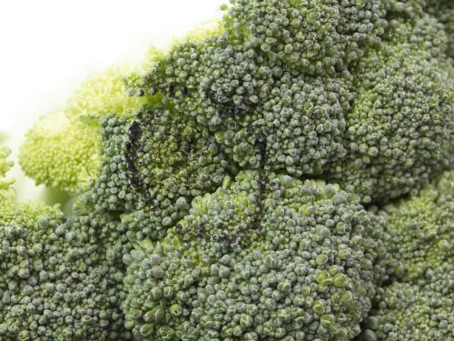 Brocoli - Tache noire alternarienne (Alternaria brassicicola)