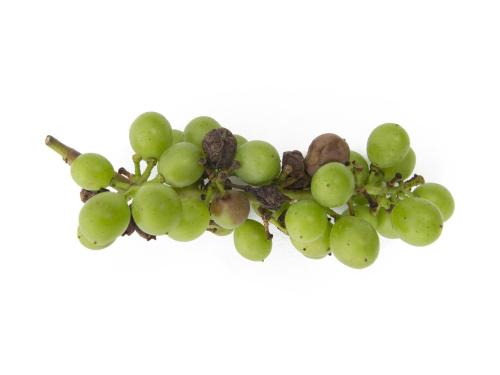 Vigne (raisin) - Pourriture noire (Phyllosticta ampelicida)_1