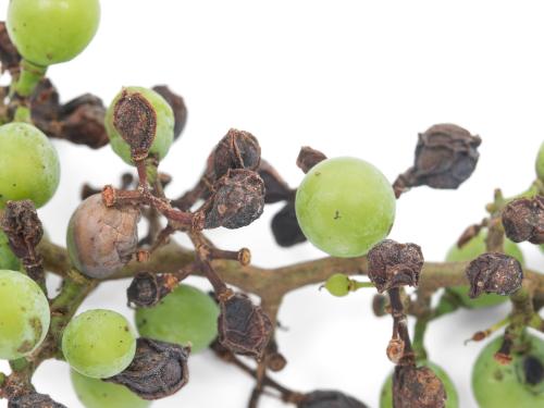 Vigne (raisin) - Pourriture noire (Phyllosticta ampelicida)_7