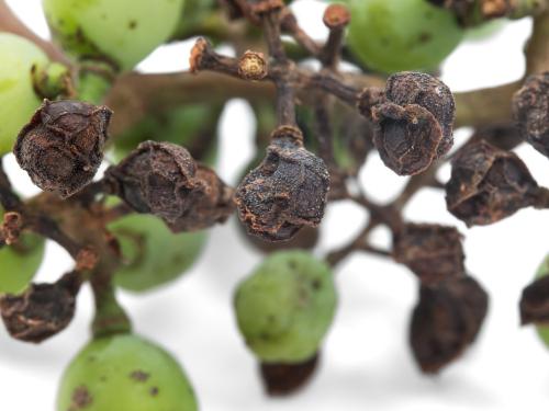 Vigne (raisin) - Pourriture noire (Phyllosticta ampelicida)_8