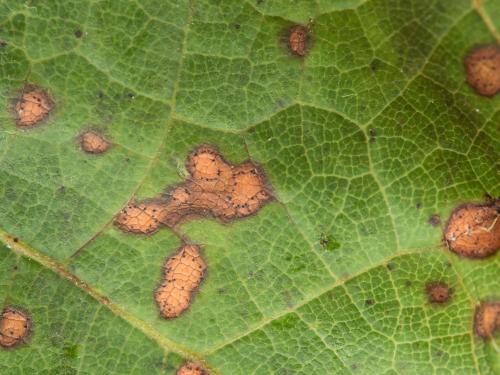 Vigne (raisin) - Pourriture noire (Phyllosticta ampelicida)_12