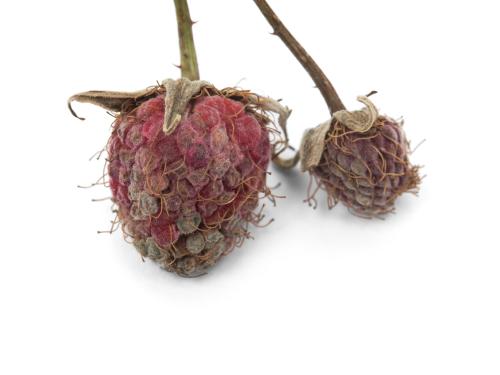 Framboise - Moisissure grise (Botrytis cinerea)