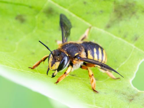 Abeille cotonnière européenne (Anthidium manicatum)_2