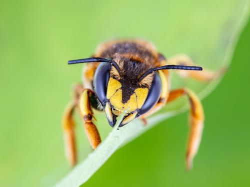 Abeille cotonnière européenne (Anthidium manicatum)_3