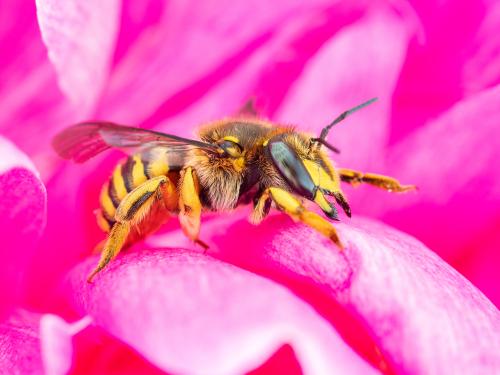 Abeille cotonnière européenne (Anthidium manicatum)_1