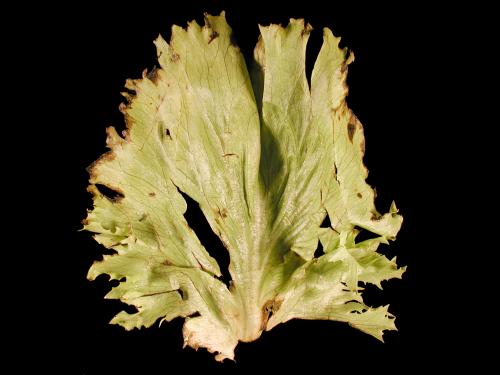 Laitues - Tache bactérienne (Pseudomonas viridiflava)_1