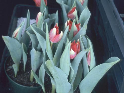 Tulipes - Vernalisation insuffisante_1