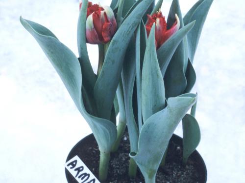 Tulipes - Vernalisation insuffisante_2