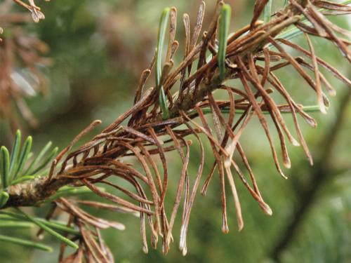 Arbres de Noël (sapins) - Brûlure des pousses (Delphinella sp.)