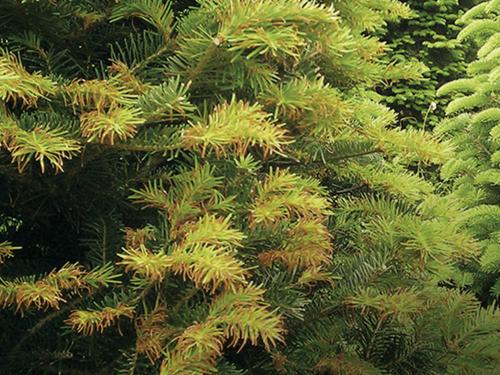 Arbres de Noël (sapins) - Brûlure des pousses (Delphinella sp.)