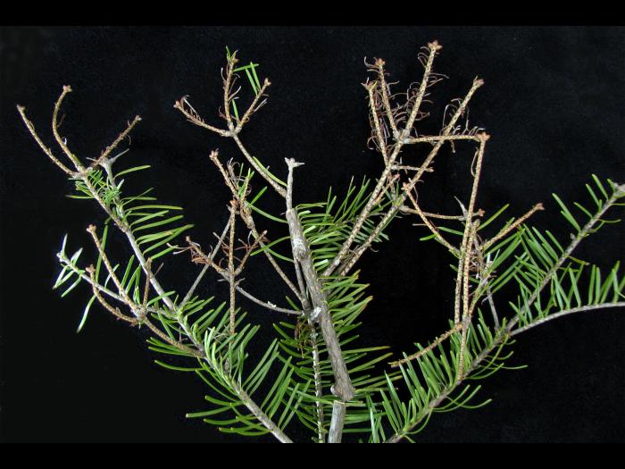 Arbres de Noël (sapins) - Brûlure des pousses (Delphinella sp.)