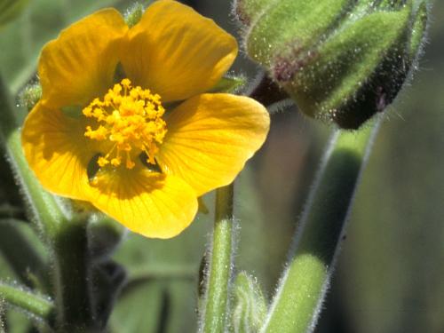 Abutilon à pétales jaunes(Abutilon theophrasti)_1