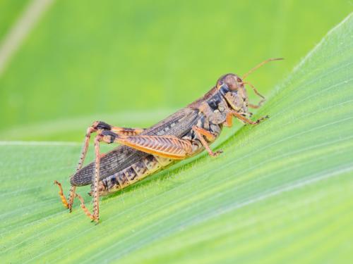 Criquet voyageur (Melanoplus sanguinipes)_2