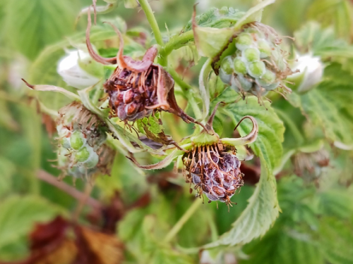 Cladosporiose framboise