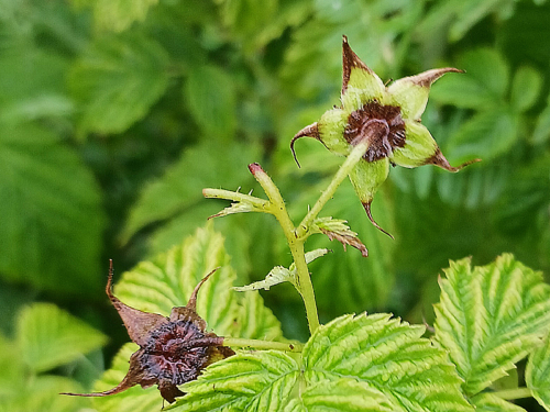 Cladosporiose framboise