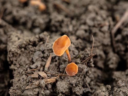 Sclerotinia sclerotiorum