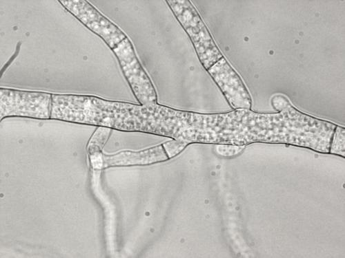 Sclerotinia sp.