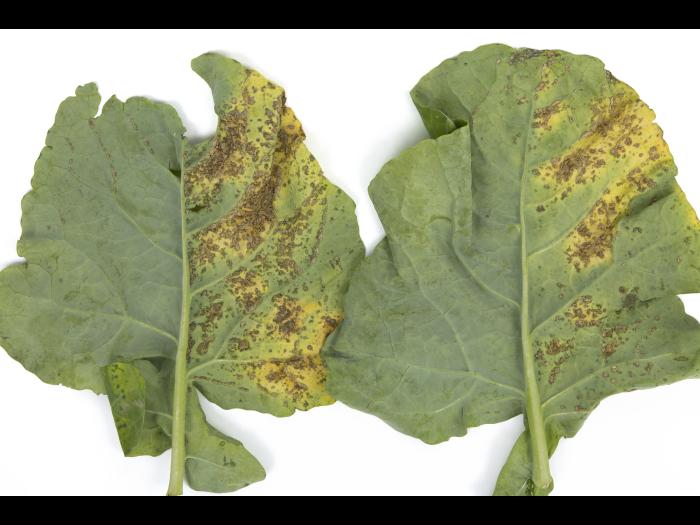 Brocoli - Alternariose (Alternaria alternata)_1