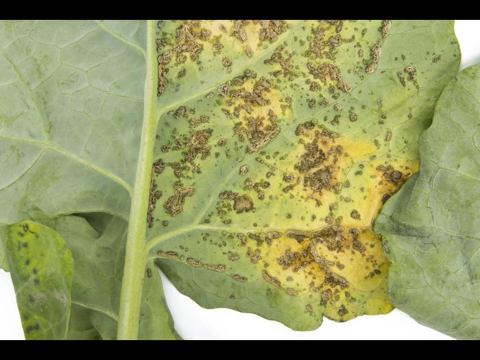 Brocoli - Alternariose (Alternaria alternata)_2